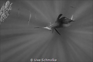 Out of the dark by Uwe Schmolke 